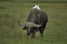 Afrikanischer Büffel mit 2 Reihern auf dem Rücken